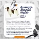 Springer Spaniel Inglés