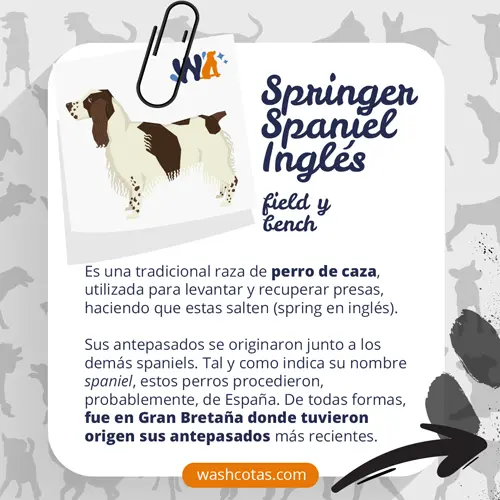 Springer Spaniel Inglés