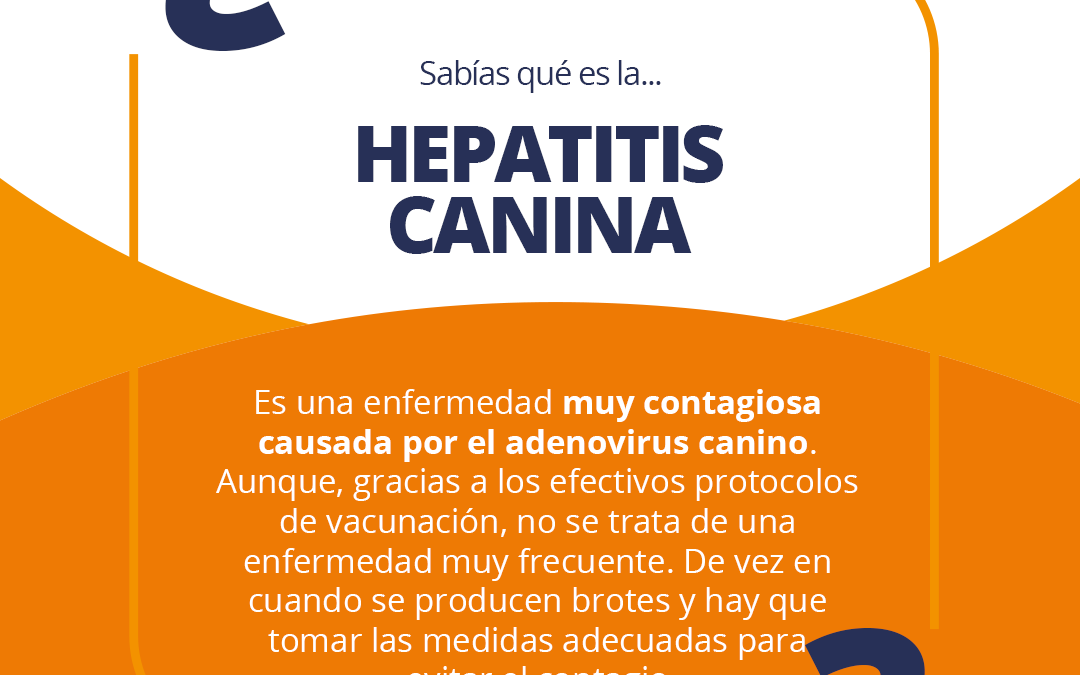 Hepatitis canina