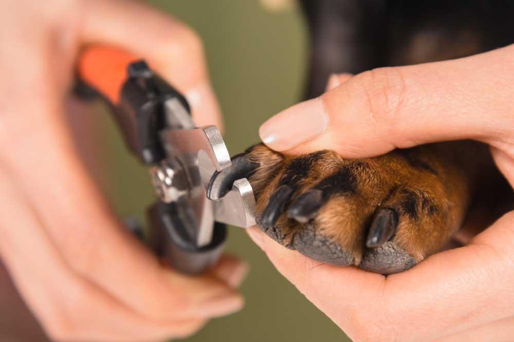Como cortar uñas perro