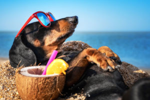 Como llevar perro a la playa
